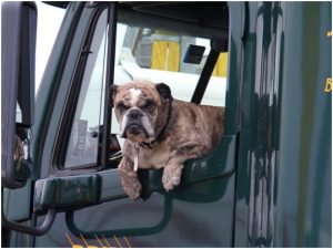 Trucking-with-pets