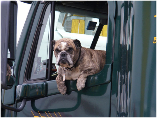 Trucking-with-pets 